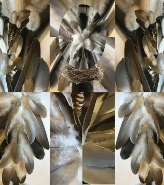 Graphisme Plume Quartier Essonne